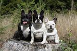 BOULEDOGUE FRANCAIS 773